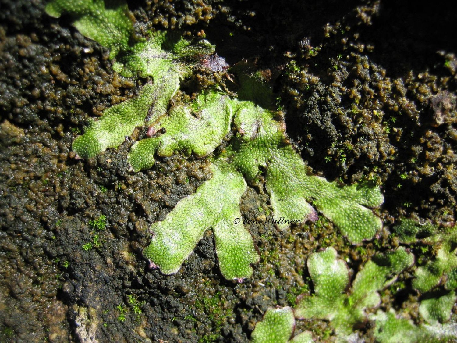 Brunnenlebermoos - Marchantia polymorpha