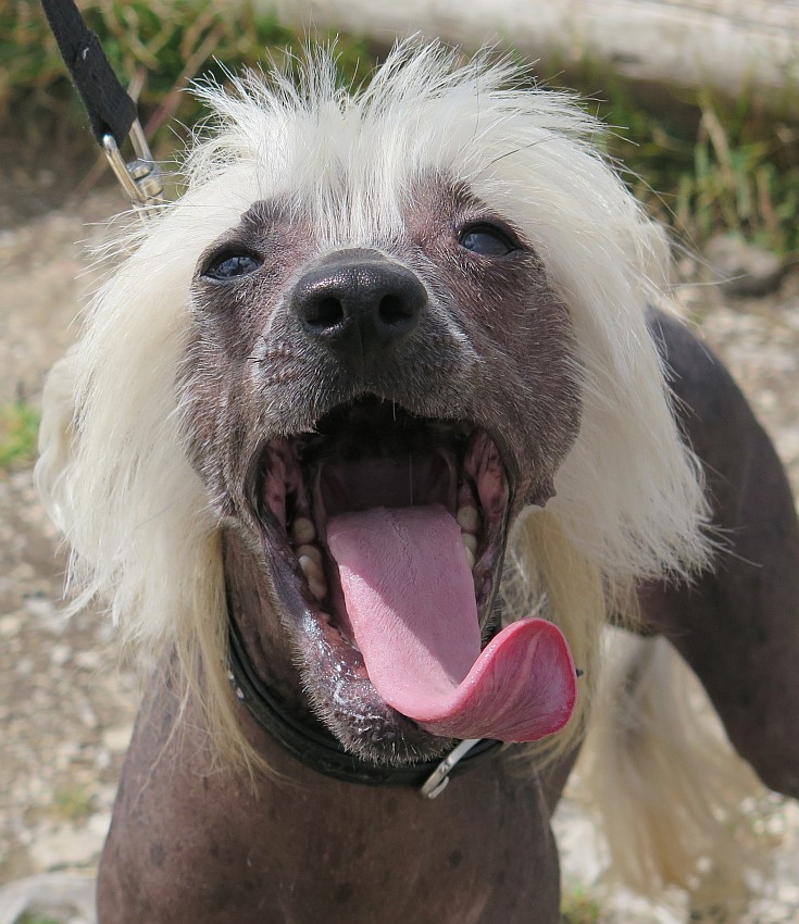 Chinesischer Schopfhund
