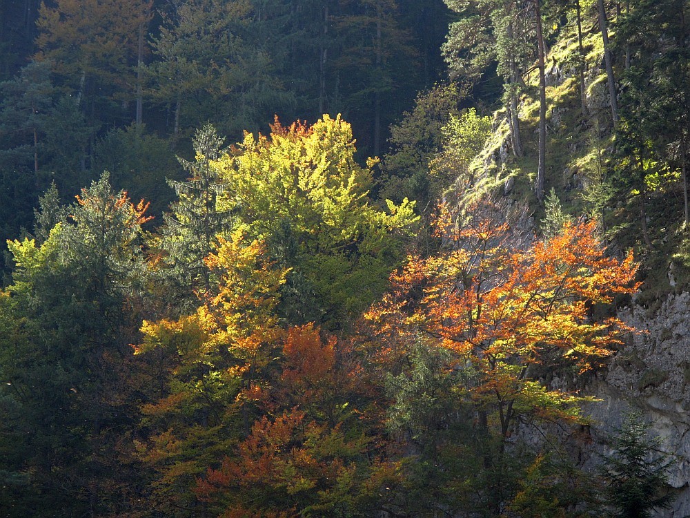 der Herbst beginnt zu färben