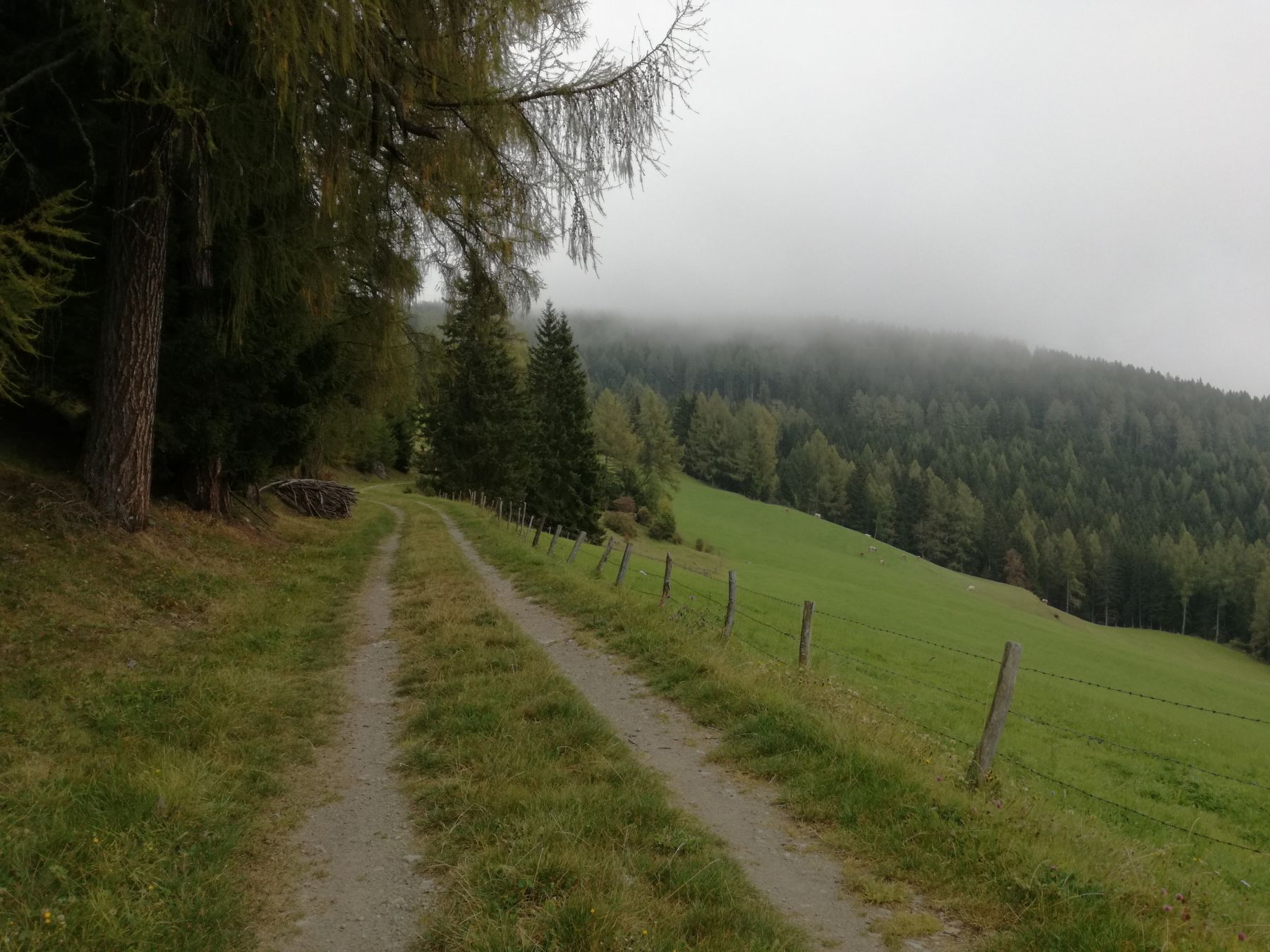 Der Kinstenwald bei Oberwölz
