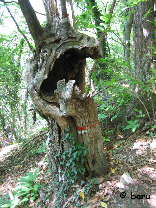 Der schreiende Baum