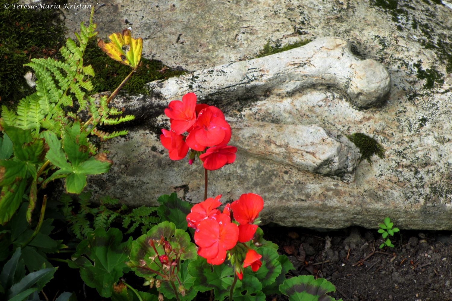 Detail alte Grabplatte bei der Cramond Kirk, Edinburgh