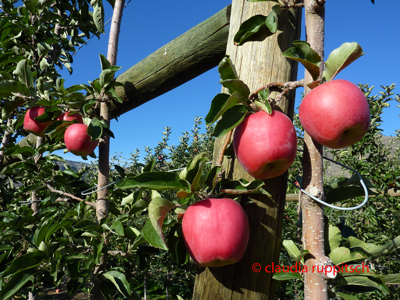 Detail Apfelplantage im Similkameen Valley, Kanada