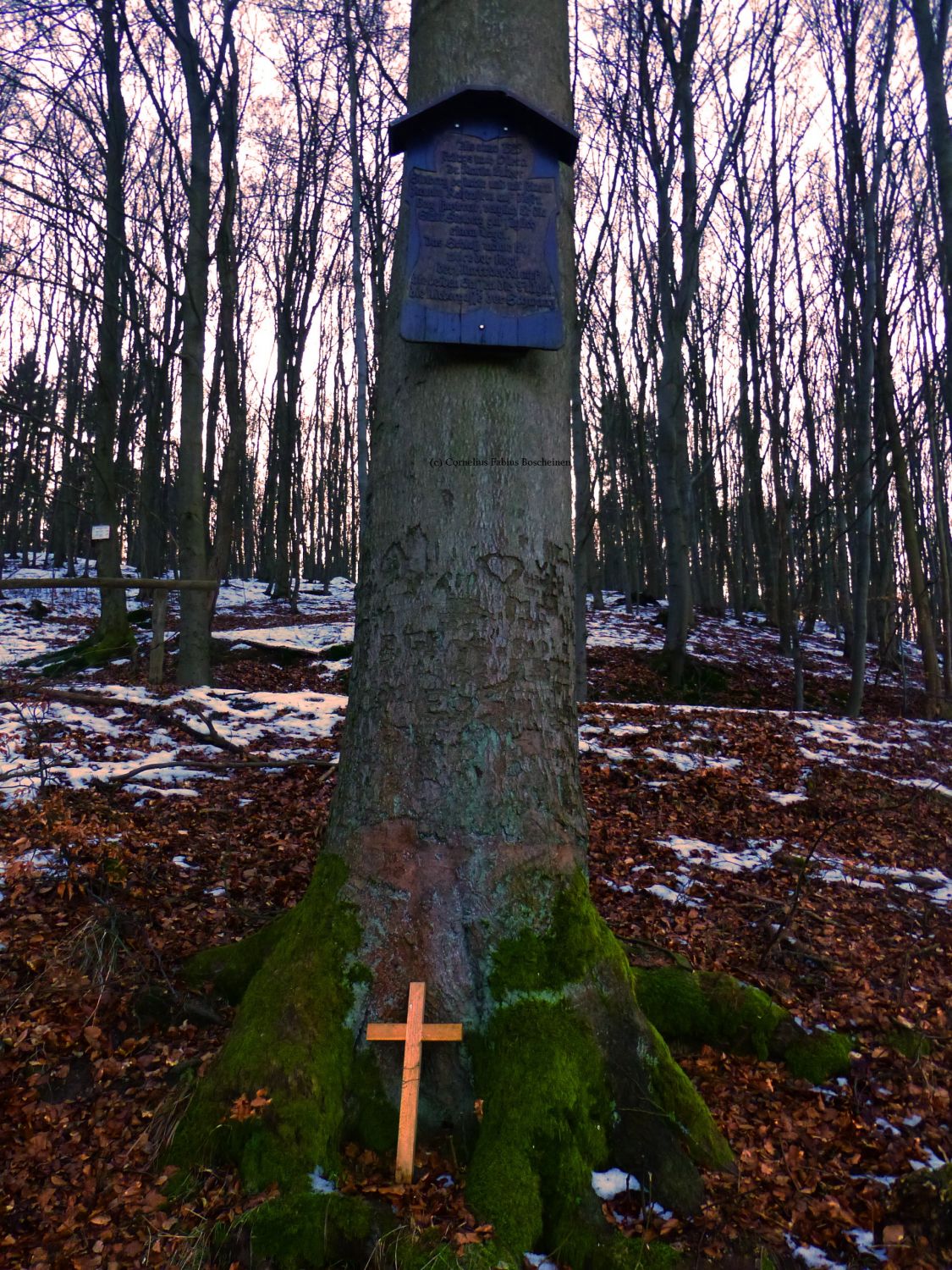 Die Lutherbuche von Stolberg im Südharz.