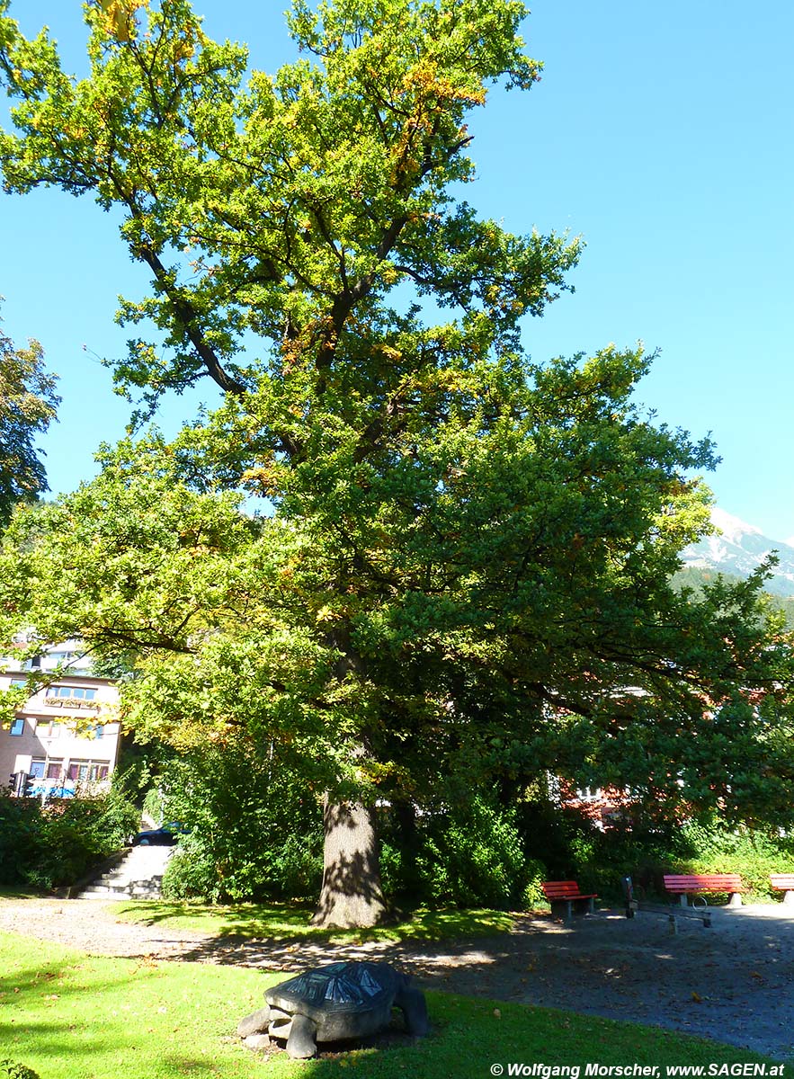 Eiche im Traklpark, Innsbruck
