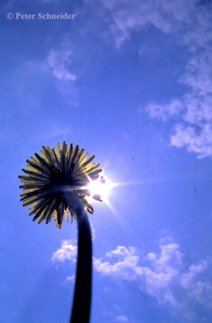 Ein kleiner Sonnenschirm