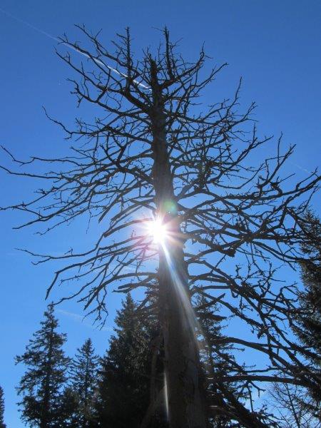 Ein toter Baum