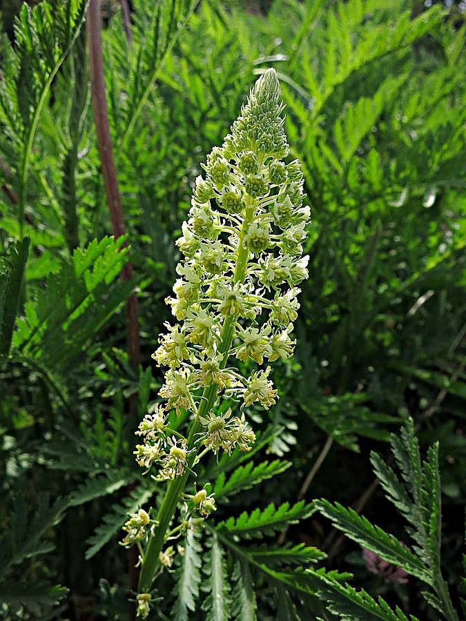 Eine Reseda-Art