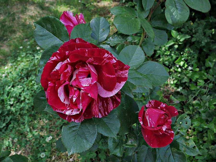 Eine Rose namens Leonardo da Vinci