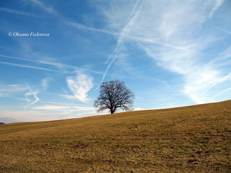 einsamer Baum