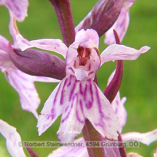 Einzelblüte Orchidee