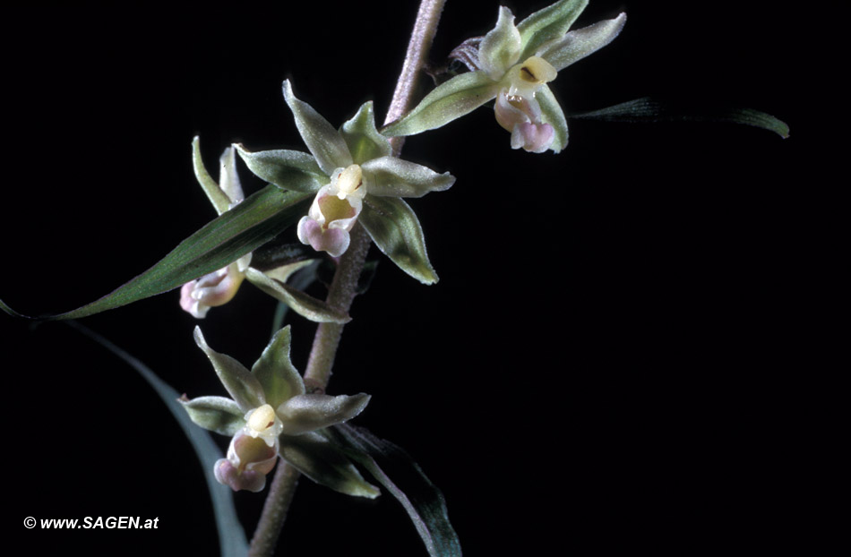 Epipactis sp. (Stendelwurz)