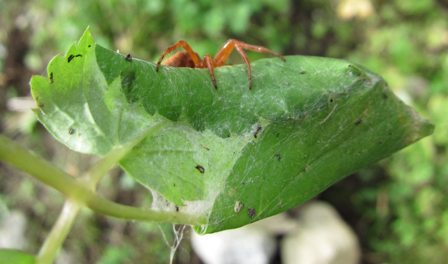 Erdbeer- oder Sumpfkreuzspinne - Araneus alsine