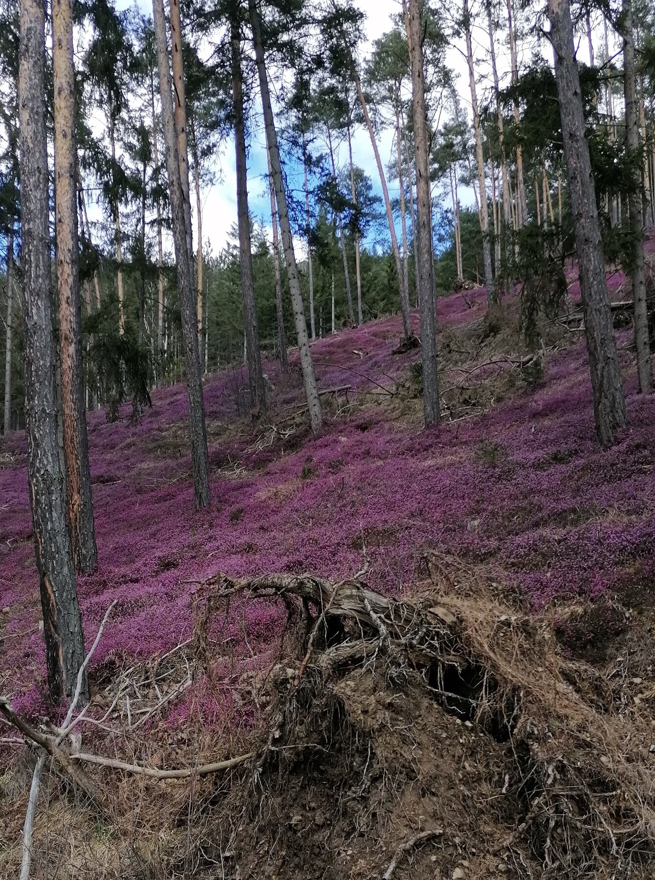 Erikablüte im Oberen Murtal