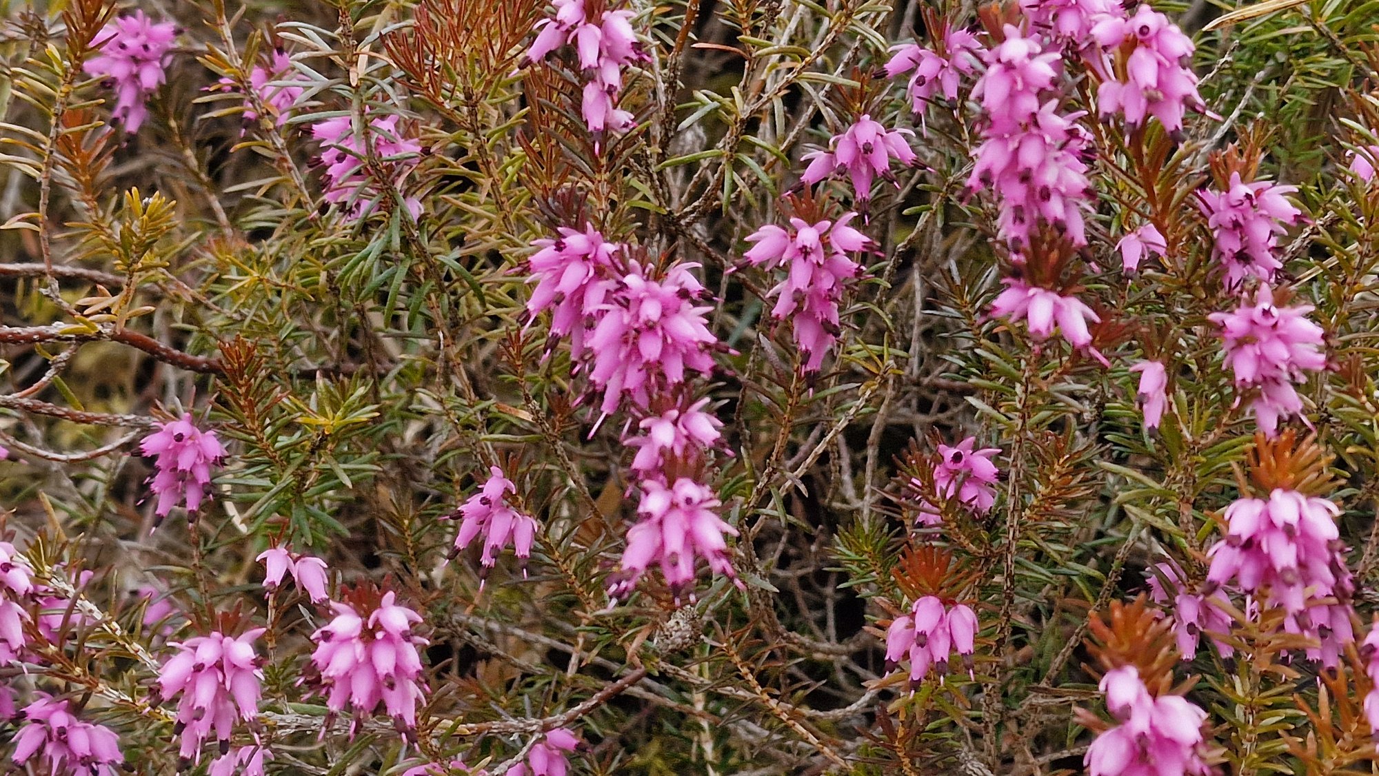 Erikablüte in der Obersteiermark