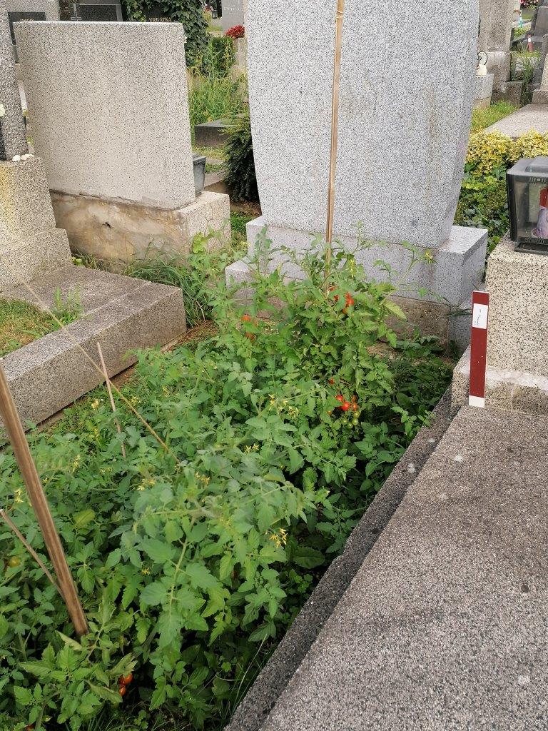 Evangelischer Friedhof, Wien Favoriten