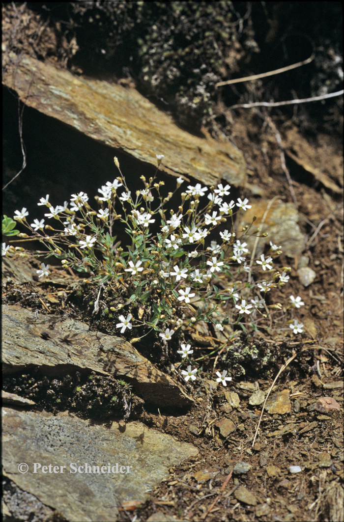 Felsen-Leimkraut