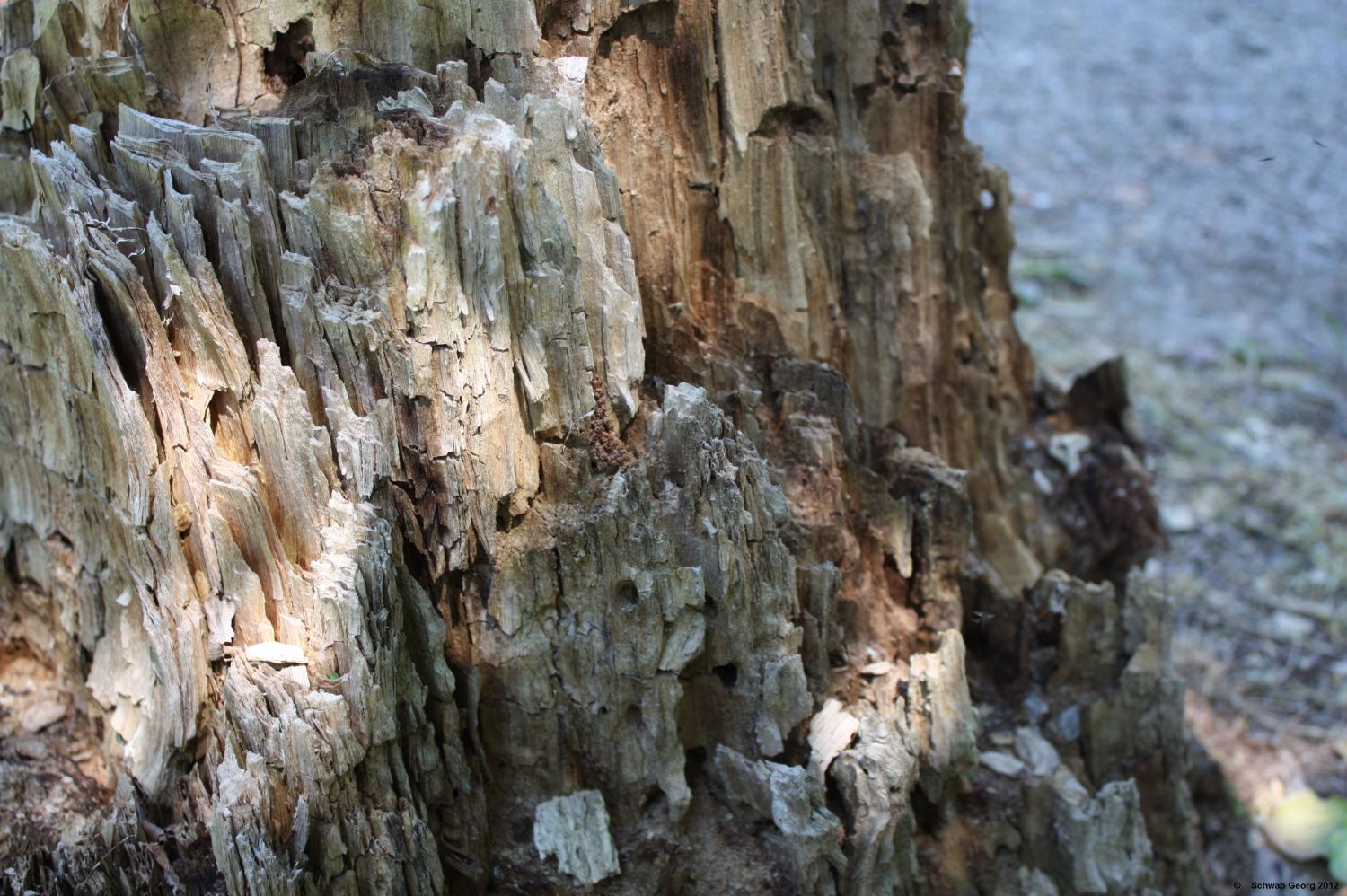 Felsengebirge oder sterbendes Holz ???