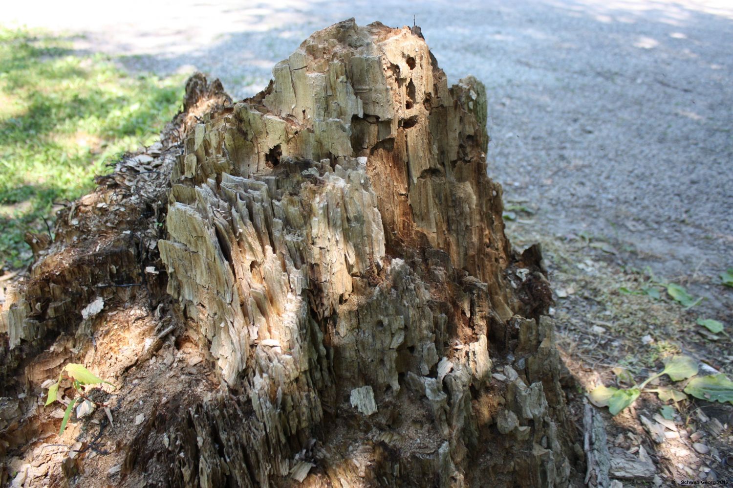 Felsengebirge oder sterbendes Holz ???