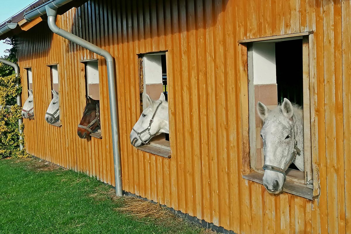 Fenstergucker