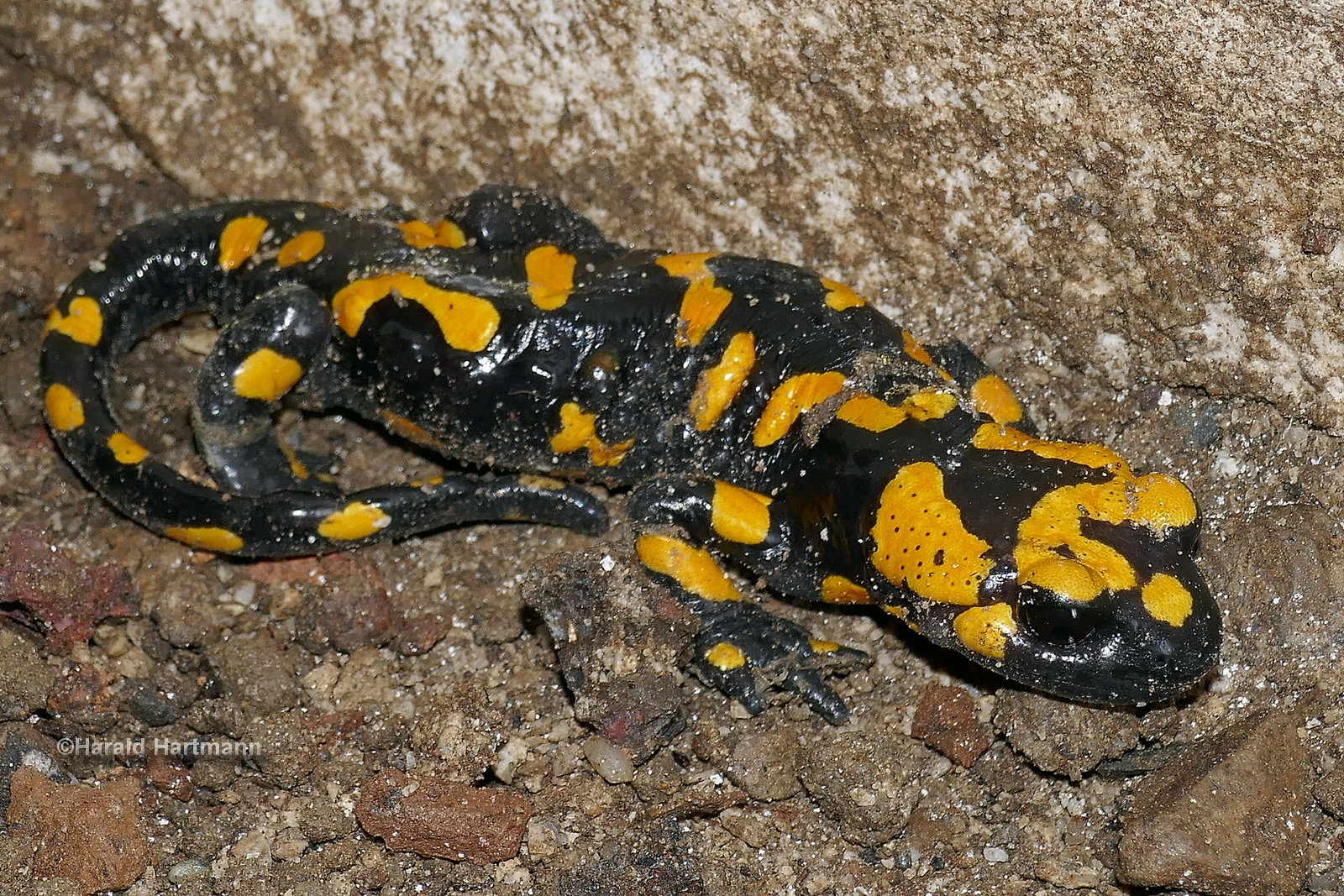 Feuersalamander