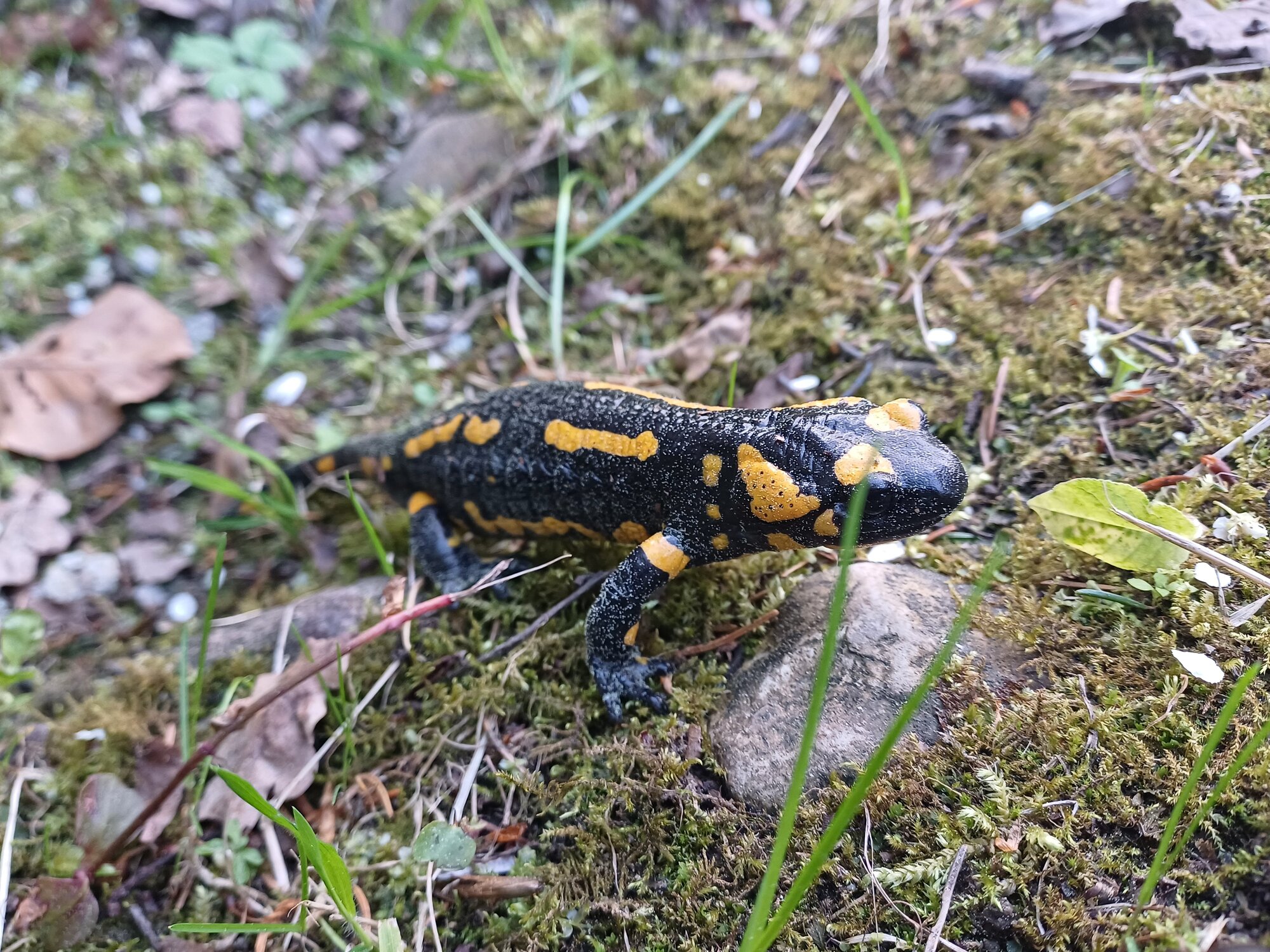 Feuersalamander