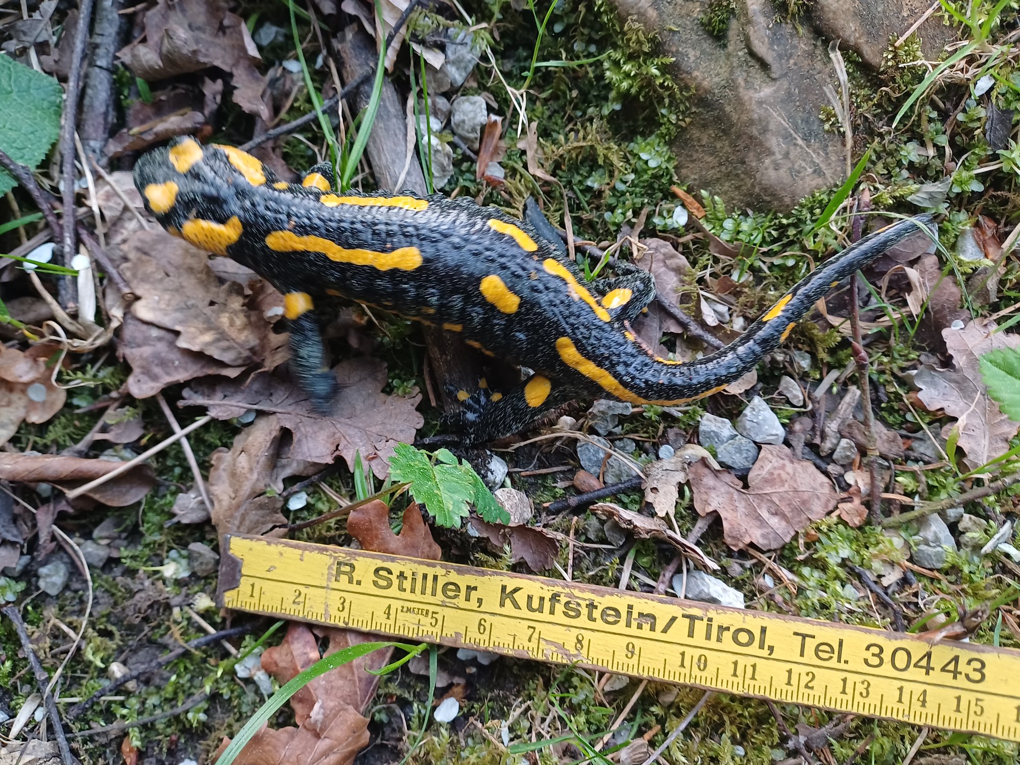 Feuersalamander