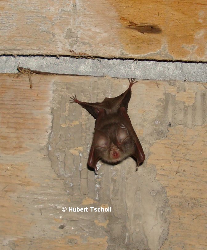 Fledermäuse