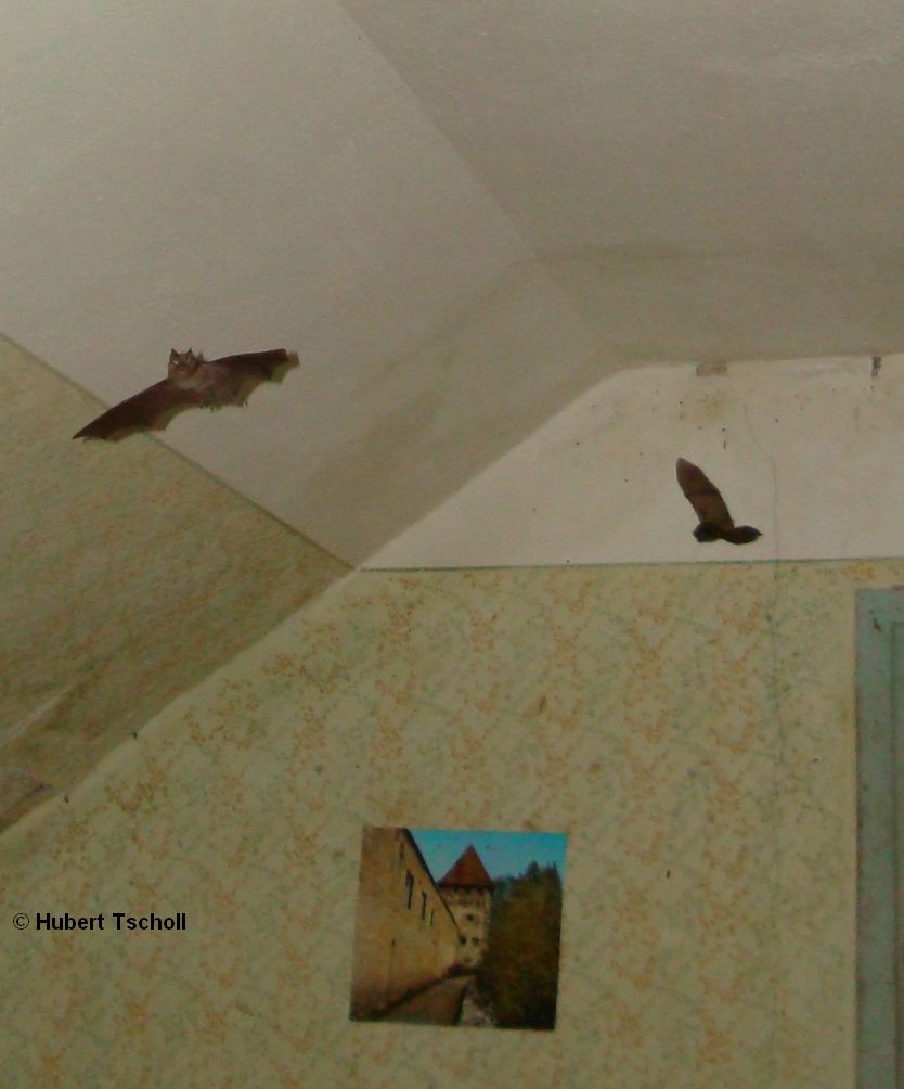 Fledermäuse