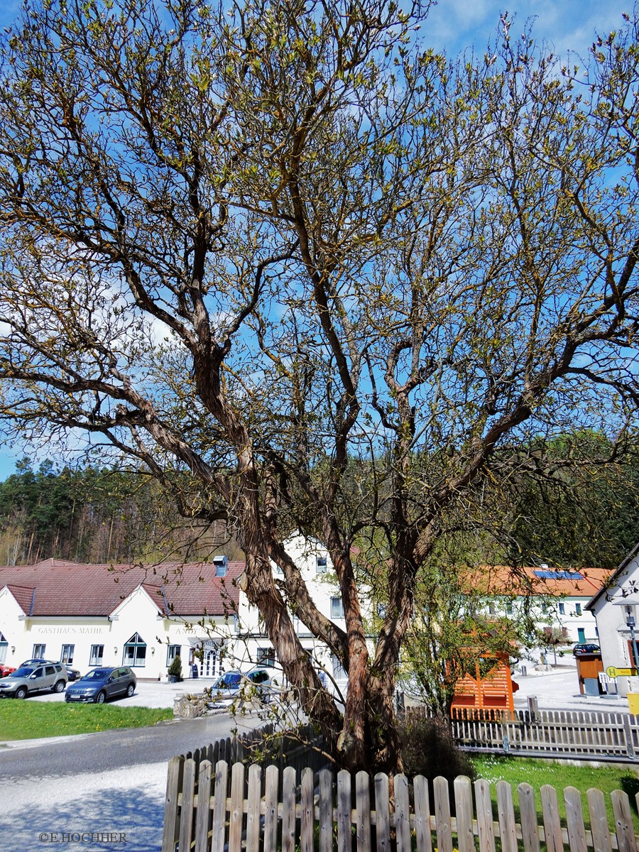 Fliederbaum