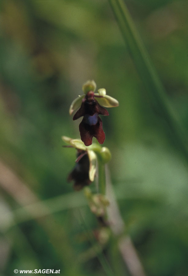 Fliegen-Ragwurz (Ochrys insectiflora)