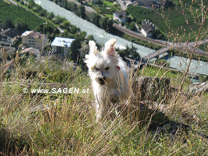 Fliegender Hund über Naturns (Südtirol)