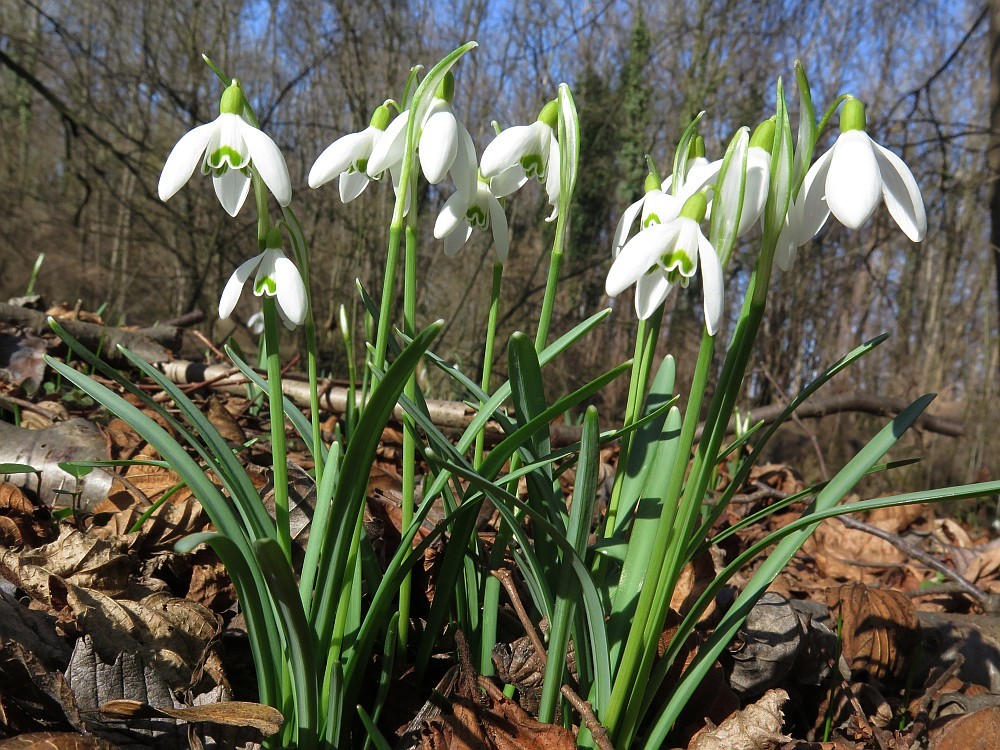 Frühlingsboten in der Au
