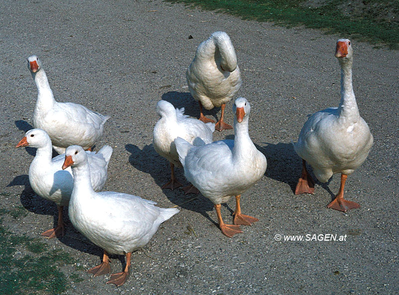 Gänsefamilie