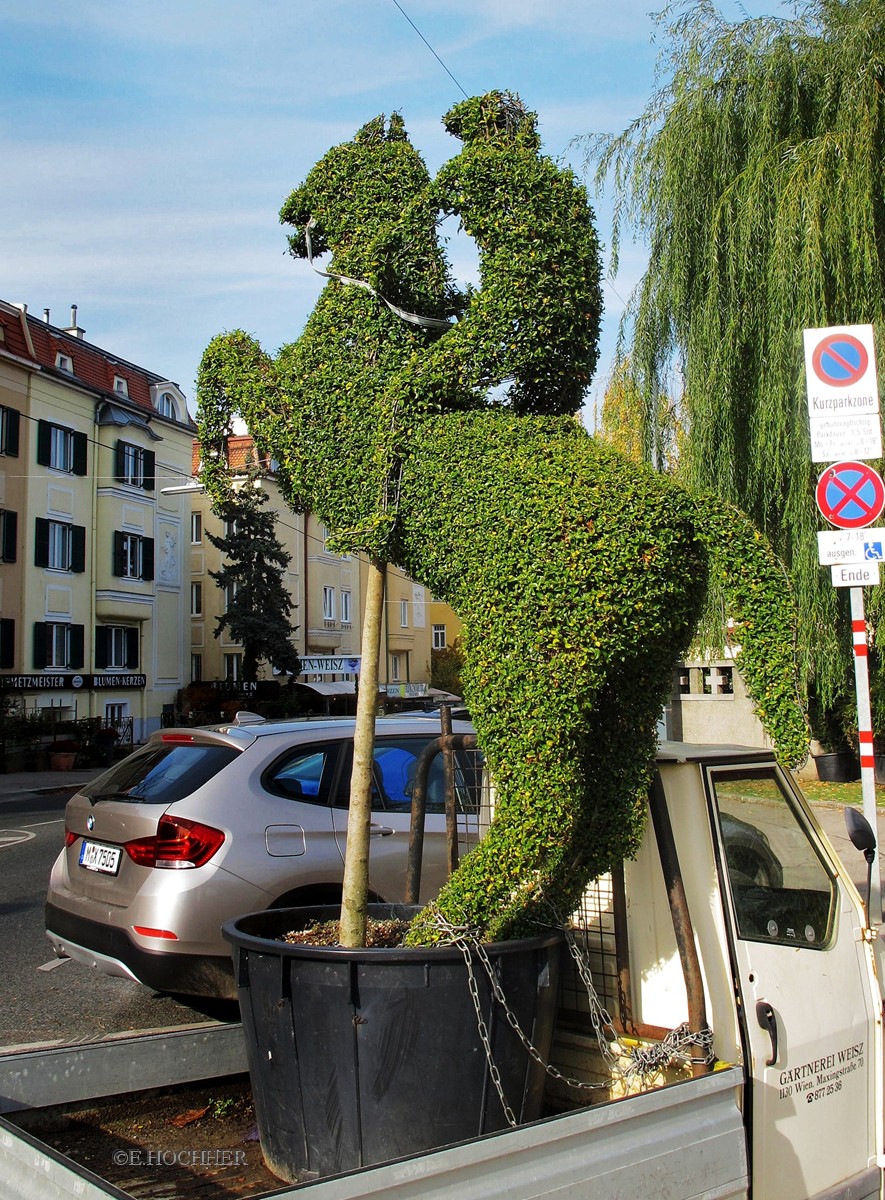 Gartenkunst im Blumentopf