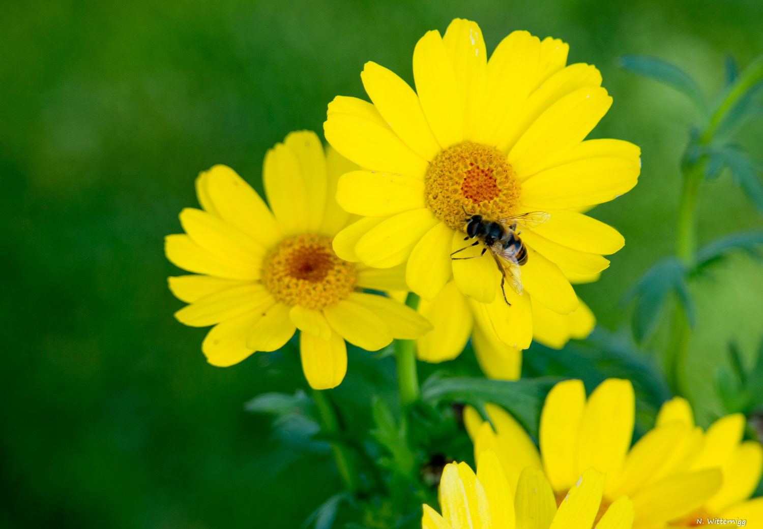 Gelbe Buschmargerite mit Schwebfliege