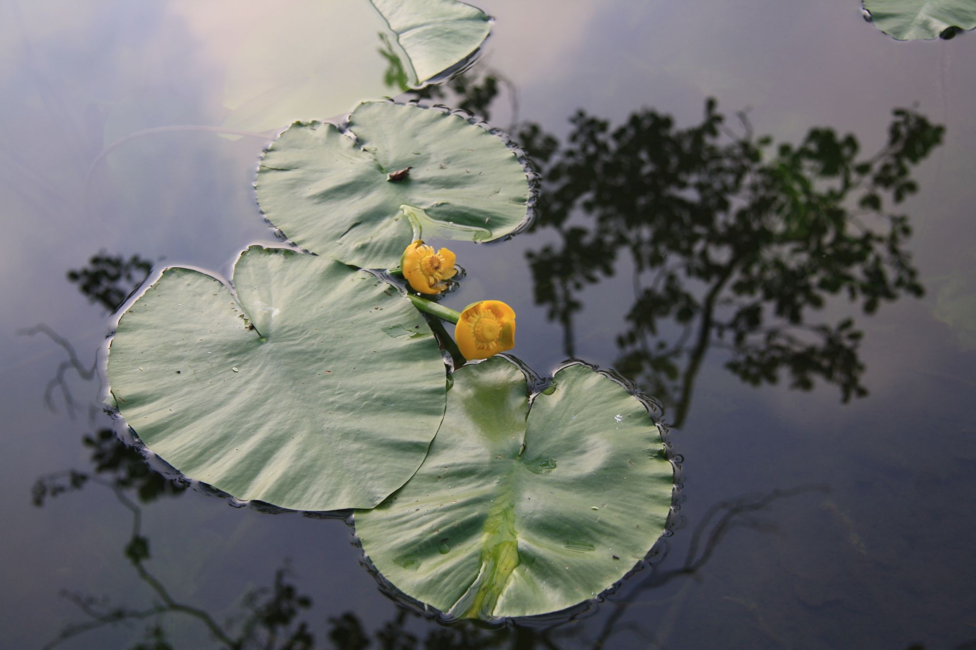 Gelbe Teichrose am Krottensee