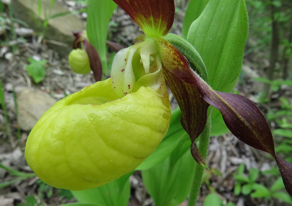 Gelber Frauenschuh