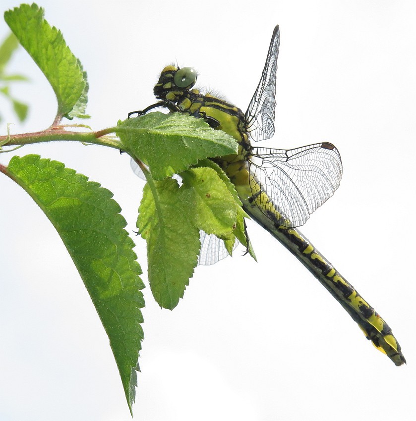 Gemeine Keiljungfer Gomphus vulgatissimus