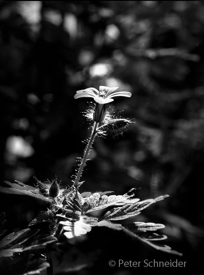 Geranium