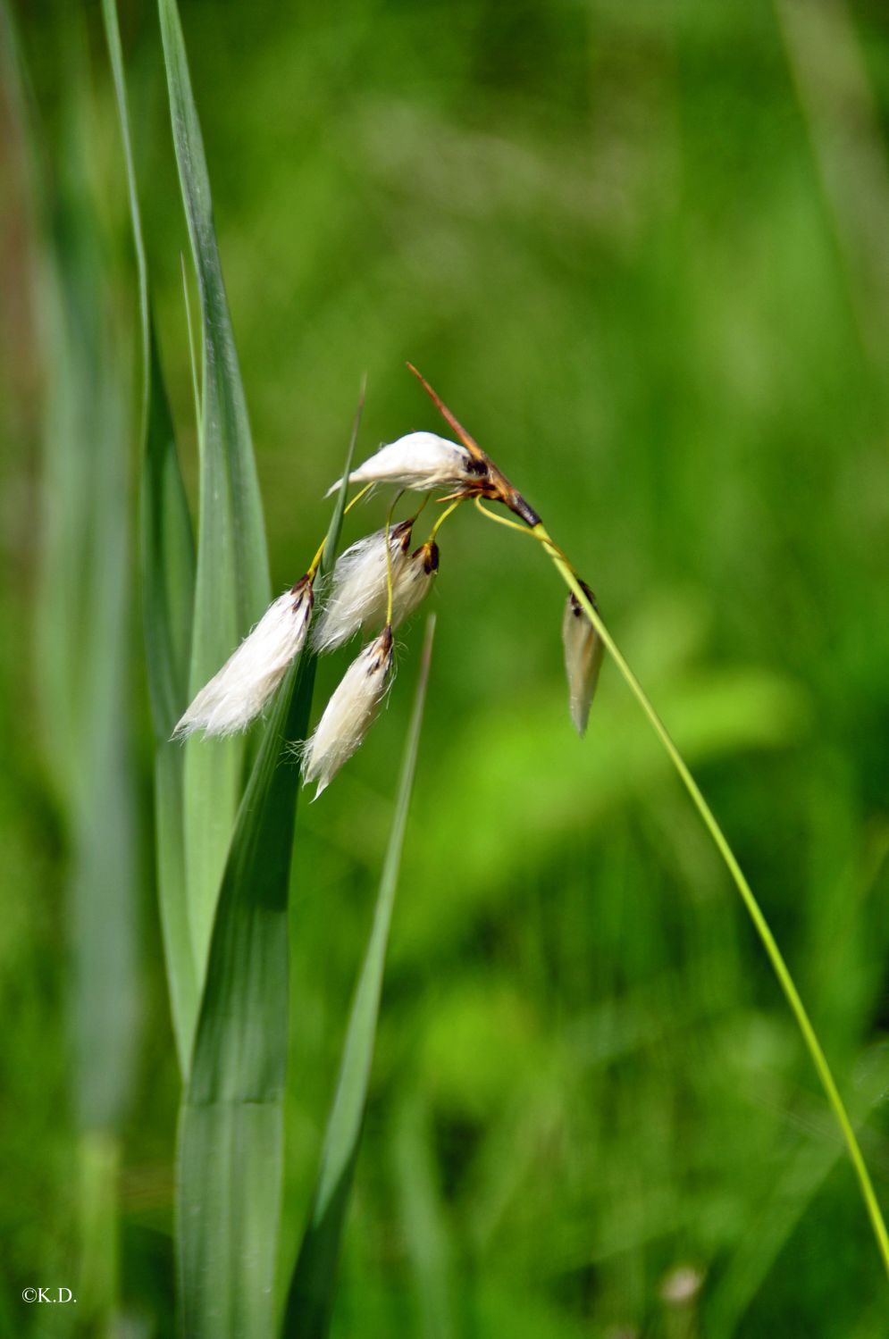 Gladiolenwiese in Oberschütt (Bez.Villach) - Sumpfpflanze