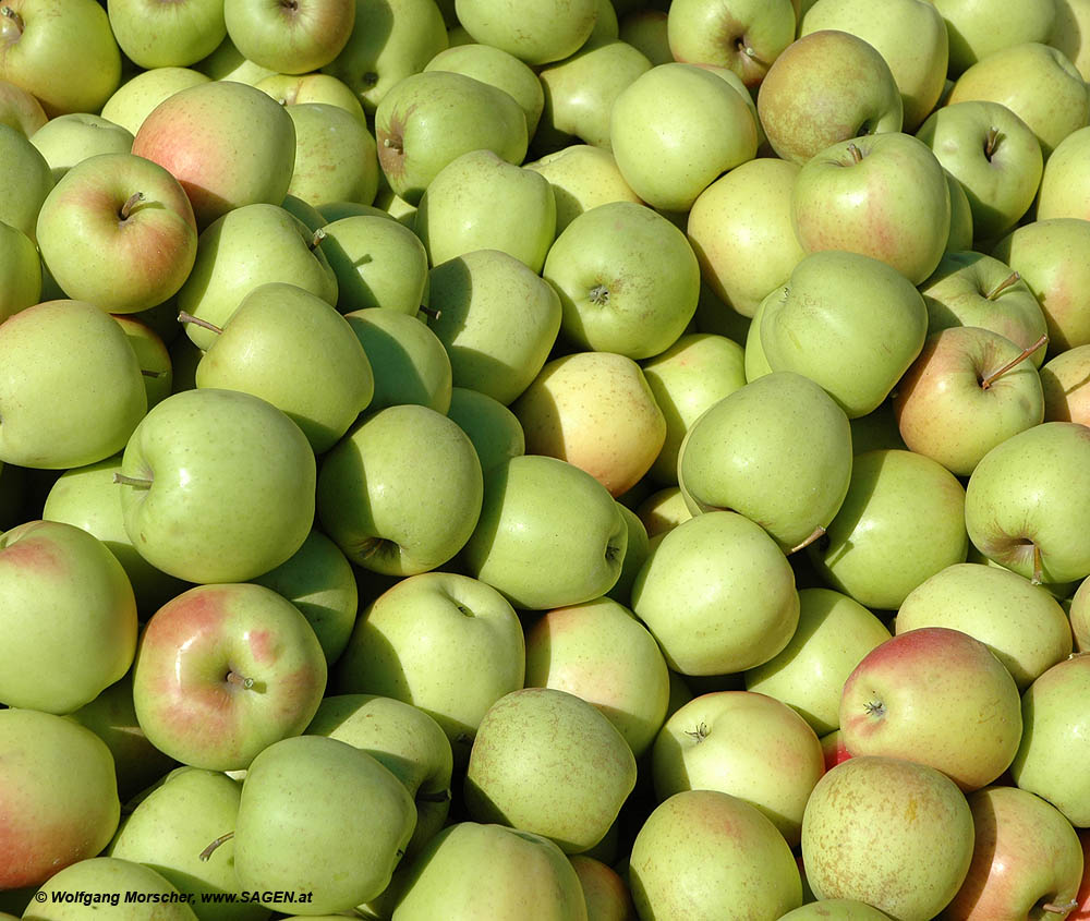 Golden Delicious