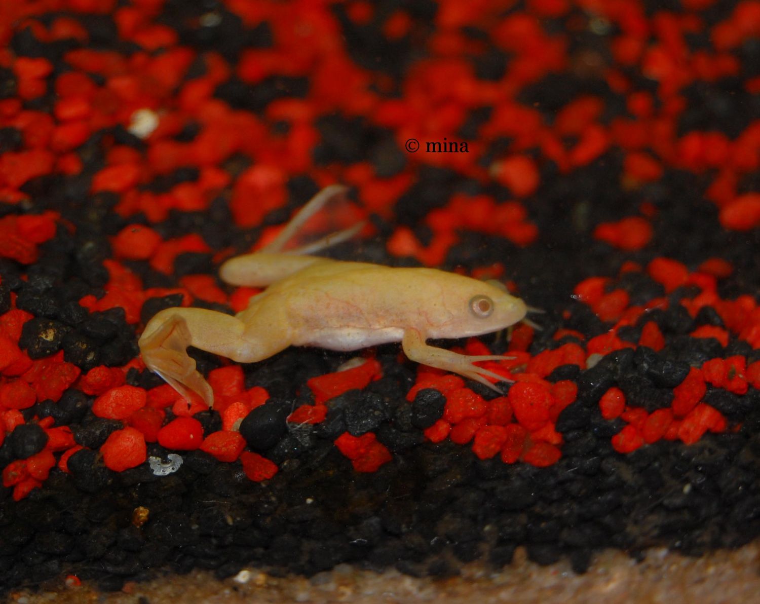 goldzwergkrallenfrosch