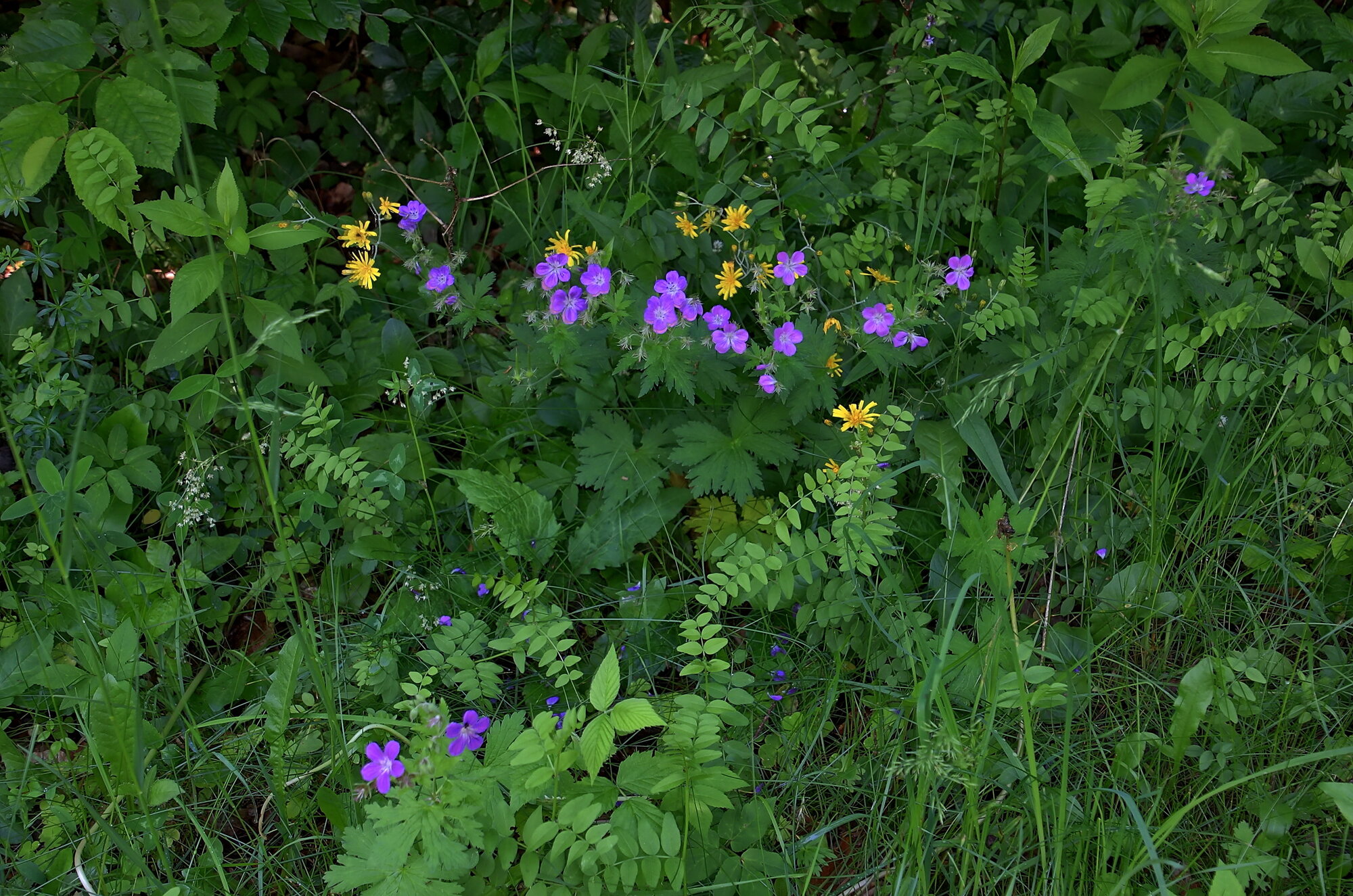 Gräser und Wiesenblumen