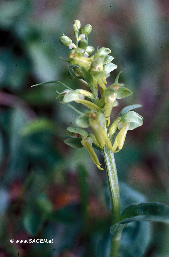 Grüne Hohlzunge (Coeloglossum viridae)