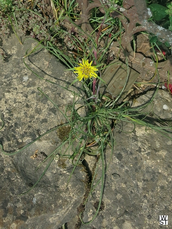 Großer Bocksbart Blüte