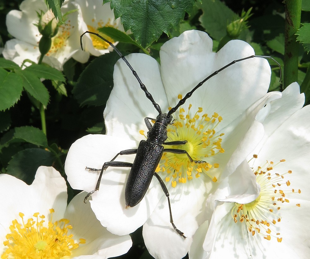 Großer Eichenbock auf Bibernellrose
