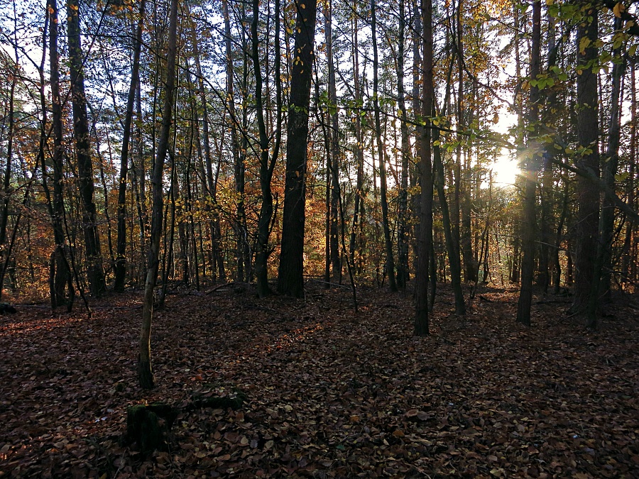 Herbst auf dem Saargau