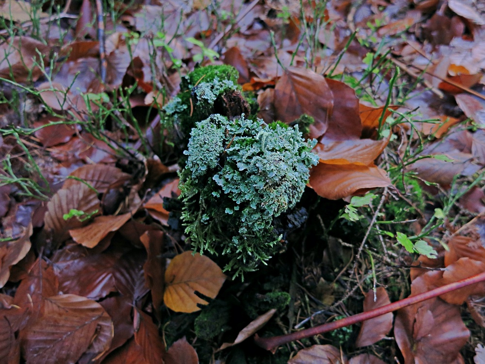 Herbst auf dem Saargau