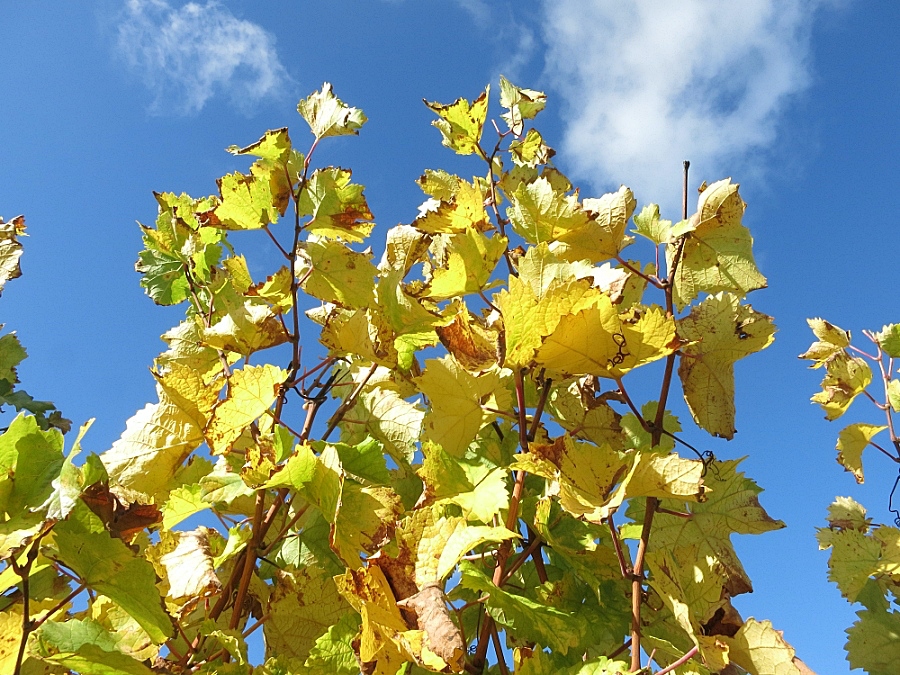 Herbst im Weinberg